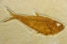 poisson fossile Diplomystus dentatus - USA
