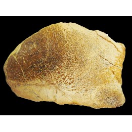 dinosaur bone Bothriospondylus (2)