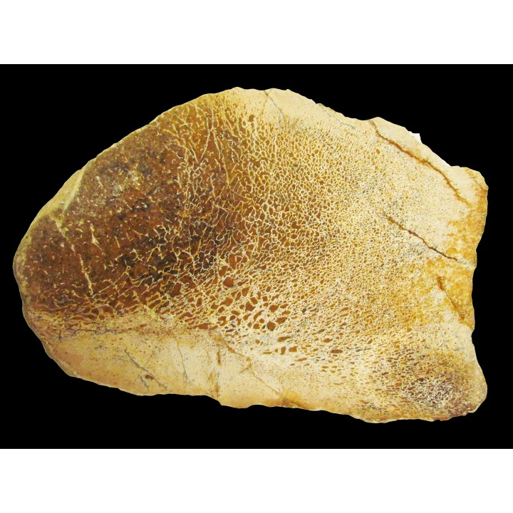 dinosaur bone Bothriospondylus (2)