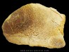 dinosaur bone Bothriospondylus (2)