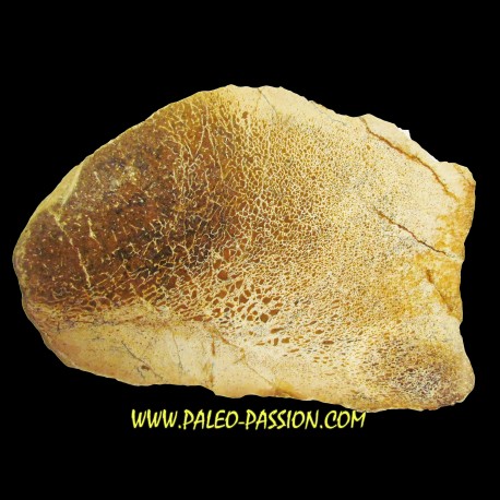 dinosaur bone Bothriospondylus (2) - Paleo-Passion