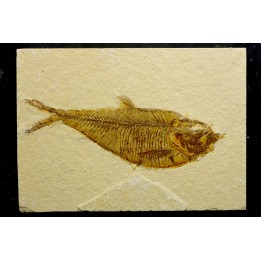 Diplomystus dentatus
