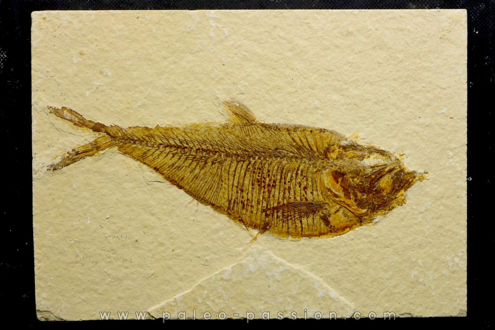poisson fossile Diplomystus dentatus - USA