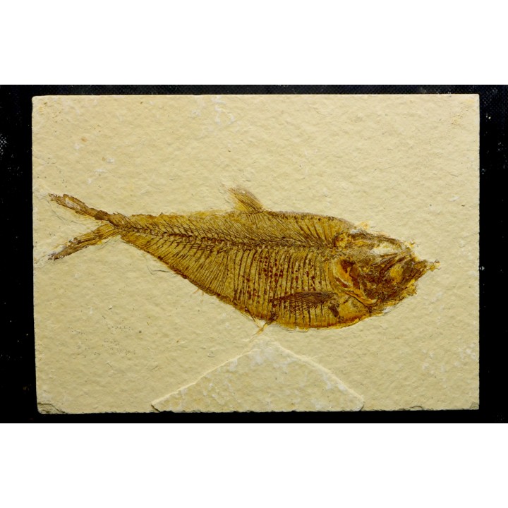 poisson fossile Diplomystus dentatus - USA