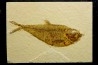 Diplomystus dentatus