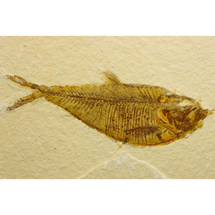 poisson fossile Diplomystus dentatus - USA