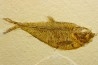 Diplomystus dentatus