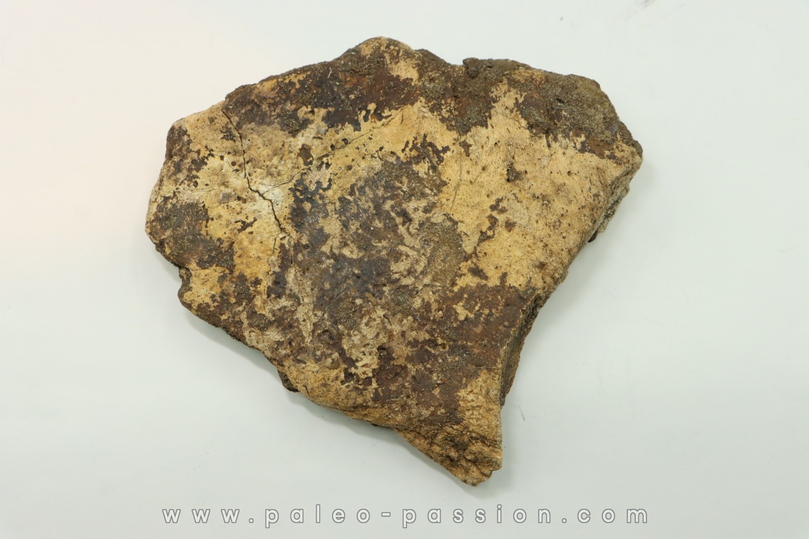 dinosaure freak: TRICERATOPS HORRIDUS