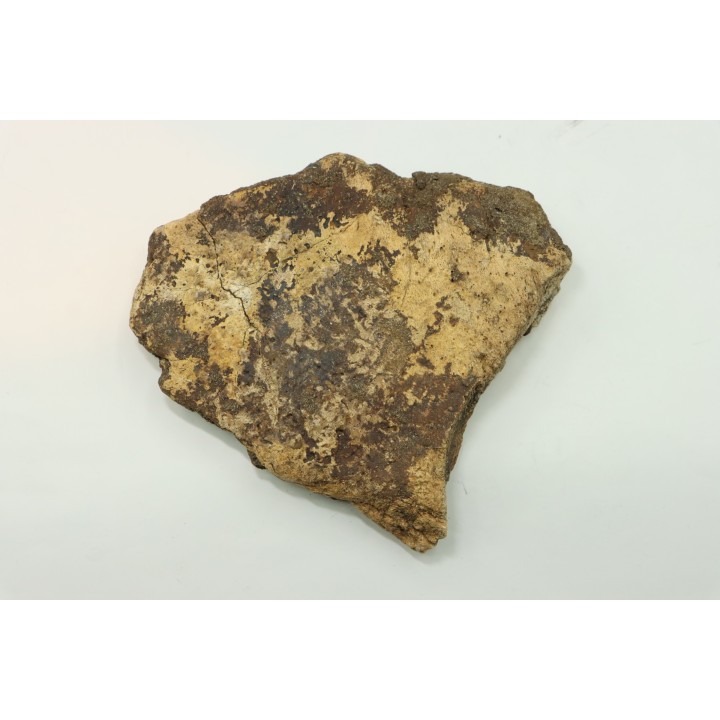 dinosaure freak: TRICERATOPS HORRIDUS
