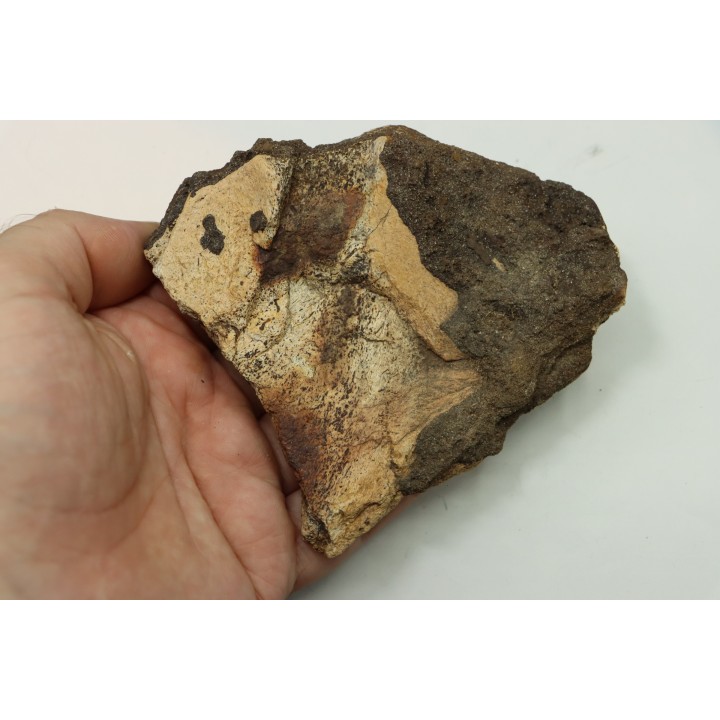 dinosaure freak: TRICERATOPS HORRIDUS
