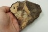Dinosaure: fragment de collerette de TRICERATOPS HORRIDUS - Hell Creek  Fmt - crétacé sup. - Glendive County, Montana