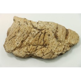 dinosaure freak: TRICERATOPS HORRIDUS