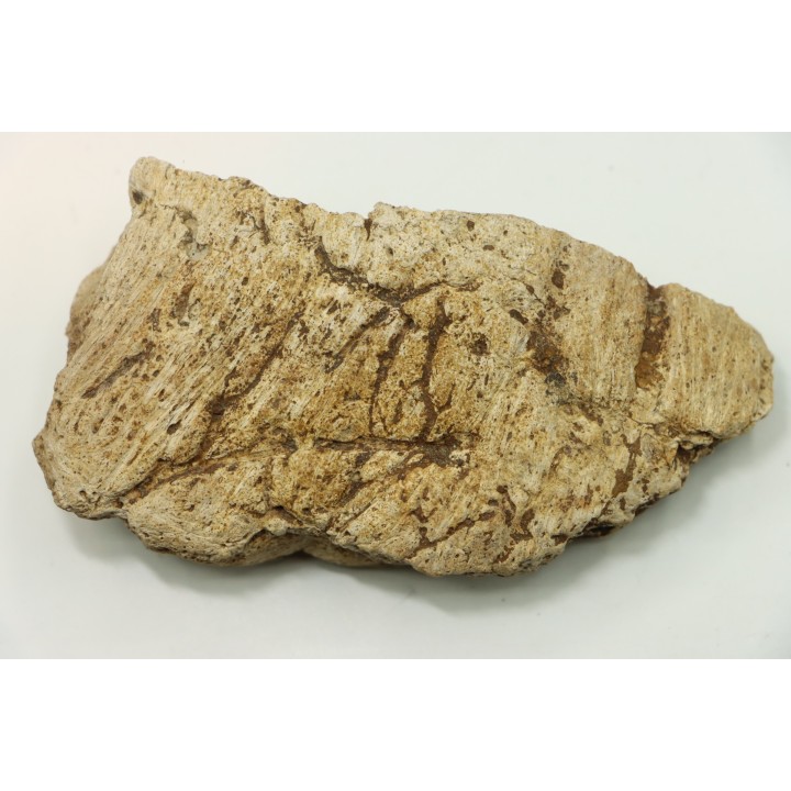 dinosaure freak: TRICERATOPS HORRIDUS