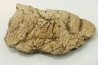 dinosaure freak: TRICERATOPS HORRIDUS