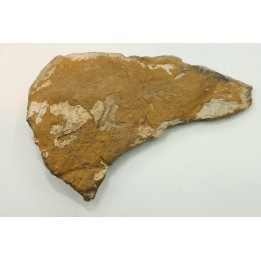 dinosaure freak: TRICERATOPS HORRIDUS