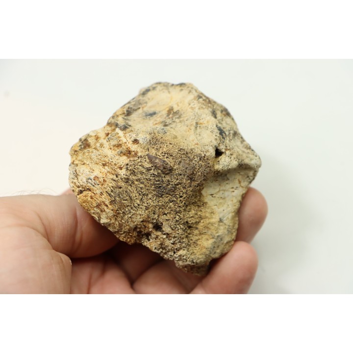 dinosaure freak: TRICERATOPS HORRIDUS