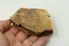 dinosaure freak: TRICERATOPS HORRIDUS