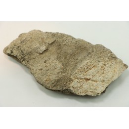 Dinosaure: fragment de collerette de TRICERATOPS HORRIDUS - Hell Creek  Fmt - crétacé sup. - Glendive County, Montana