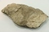 Dinosaure: fragment de collerette de TRICERATOPS HORRIDUS - Hell Creek  Fmt - crétacé sup. - Glendive County, Montana