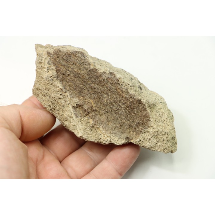 dinosaure freak: TRICERATOPS HORRIDUS