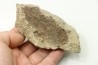dinosaure freak: TRICERATOPS HORRIDUS