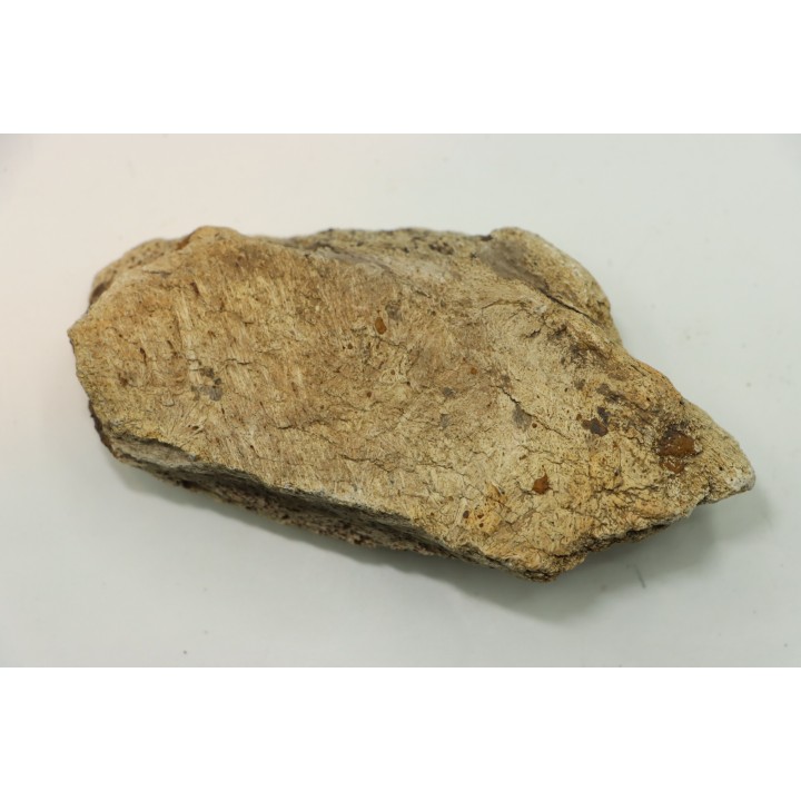 dinosaure freak: TRICERATOPS HORRIDUS