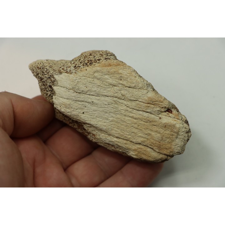 dinosaure freak: TRICERATOPS HORRIDUS
