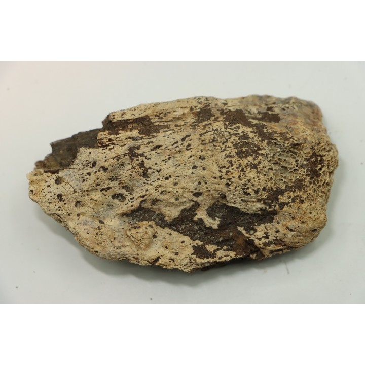 dinosaure freak: TRICERATOPS HORRIDUS