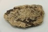 dinosaure freak: TRICERATOPS HORRIDUS
