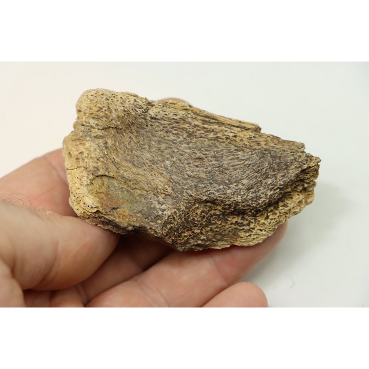 Dinosaure: fragment de collerette de TRICERATOPS HORRIDUS - Hell Creek  Fmt - crétacé sup. - Glendive County, Montana
