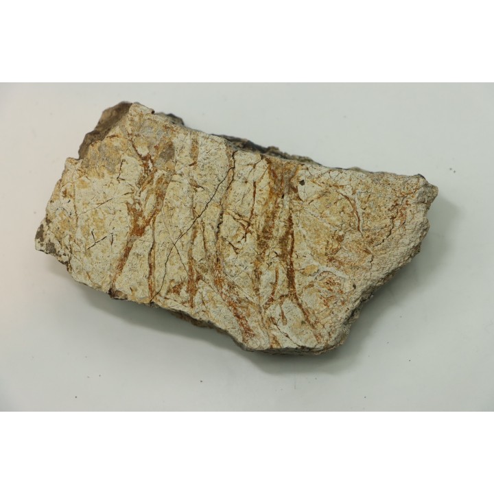 dinosaure freak: TRICERATOPS HORRIDUS