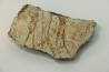 Dinosaure: fragment de collerette de TRICERATOPS HORRIDUS - Hell Creek  Fmt - crétacé sup. - Glendive County, Montana