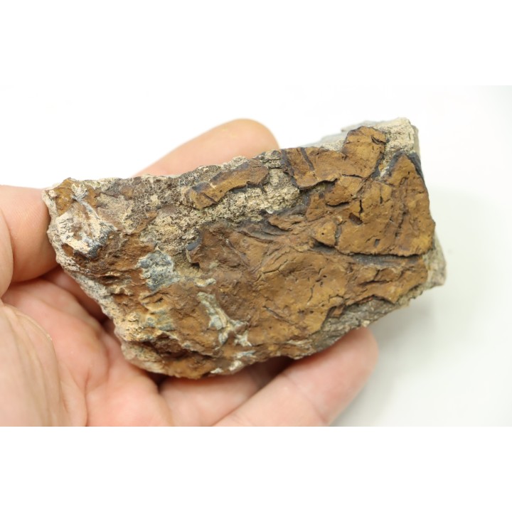 Dinosaure: fragment de collerette de TRICERATOPS HORRIDUS - Hell Creek  Fmt - crétacé sup. - Glendive County, Montana