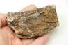 dinosaure freak: TRICERATOPS HORRIDUS