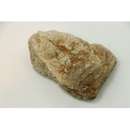 dinosaure freak: TRICERATOPS HORRIDUS