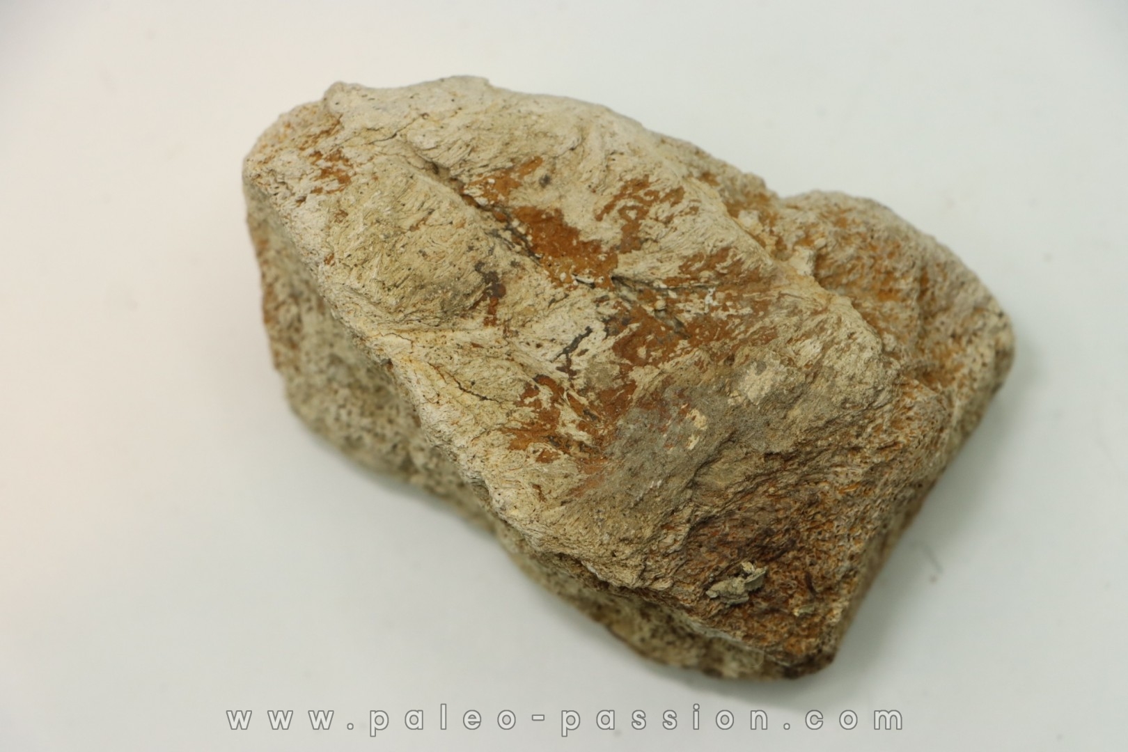 Dinosaure: fragment de collerette de TRICERATOPS HORRIDUS - Hell Creek Fmt - crétacé sup. - Glendive County, Montana