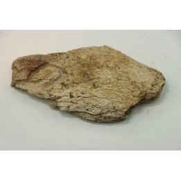 dinosaure freak: TRICERATOPS HORRIDUS