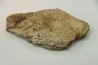 dinosaure freak: TRICERATOPS HORRIDUS