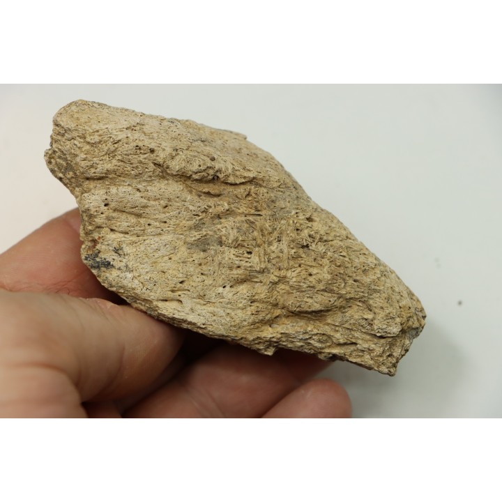 dinosaure freak: TRICERATOPS HORRIDUS