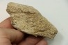 dinosaure freak: TRICERATOPS HORRIDUS