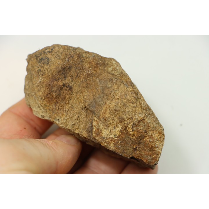dinosaure freak: TRICERATOPS HORRIDUS