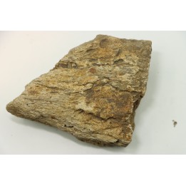 Dinosaure: fragment de collerette de TRICERATOPS HORRIDUS - Hell Creek  Fmt - crétacé sup. - Glendive County, Montana