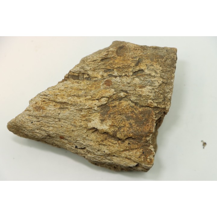 dinosaure freak: TRICERATOPS HORRIDUS