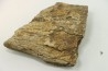 dinosaure freak: TRICERATOPS HORRIDUS