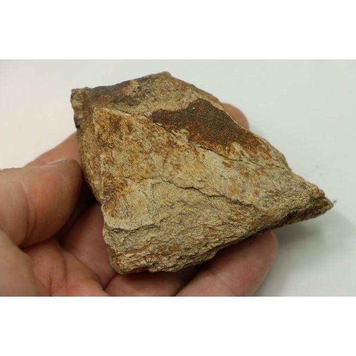 dinosaure freak: TRICERATOPS HORRIDUS
