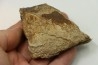 dinosaure freak: TRICERATOPS HORRIDUS