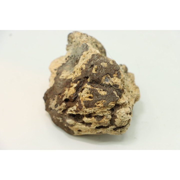 dinosaure freak: TRICERATOPS HORRIDUS