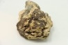 Dinosaure: fragment de collerette de TRICERATOPS HORRIDUS - Hell Creek  Fmt - crétacé sup. - Glendive County, Montana