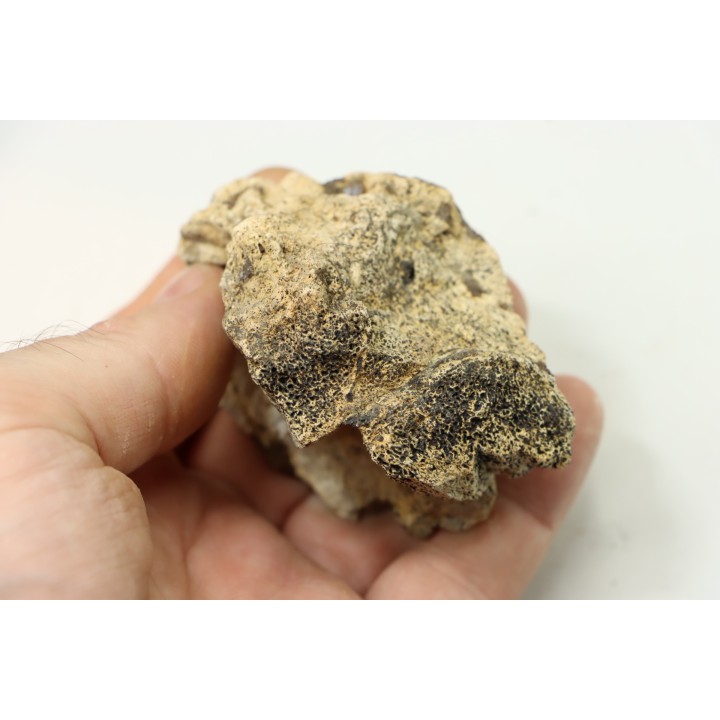 dinosaure freak: TRICERATOPS HORRIDUS