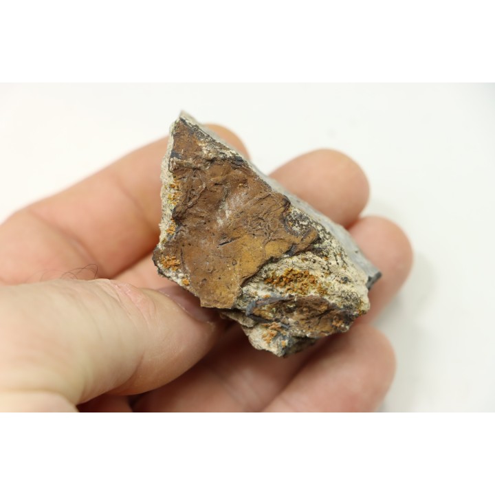 Dinosaure: fragment de collerette de TRICERATOPS HORRIDUS - Hell Creek  Fmt - crétacé sup. - Glendive County, Montana